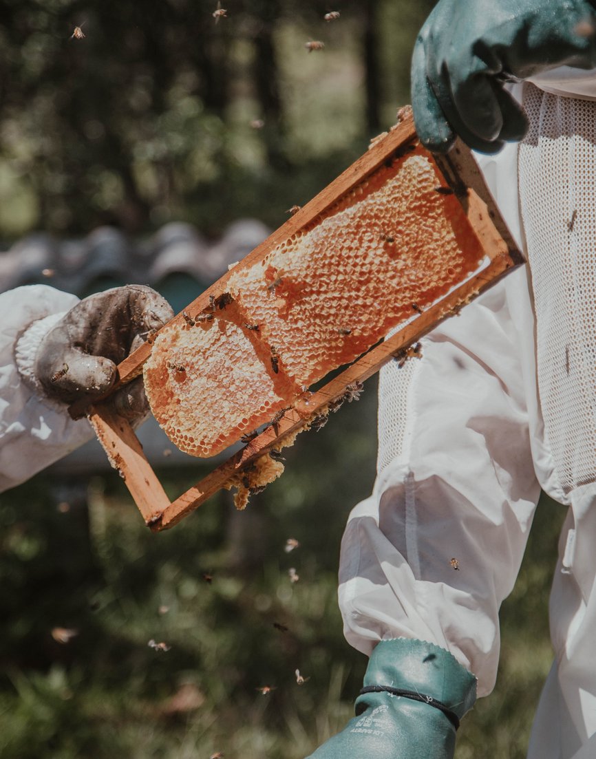 Man in blue gloves holding up a piece of honey comb