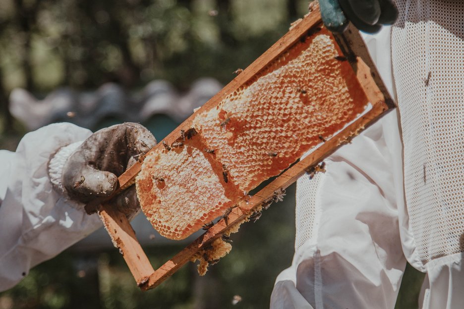 Man in blue gloves holding up a piece of honey comb